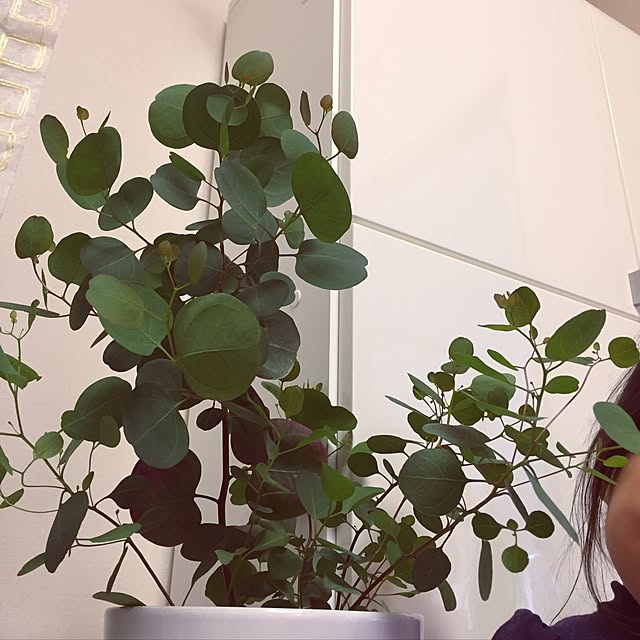 Yorkoさんの実例写真