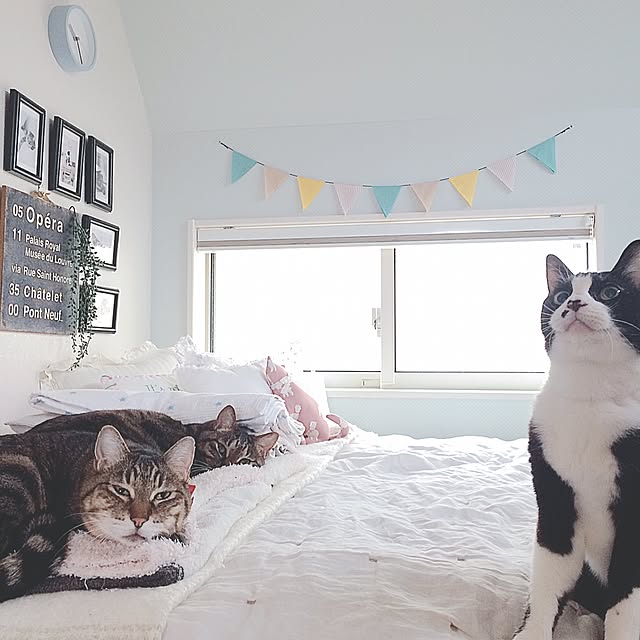 lovecatさんの実例写真
