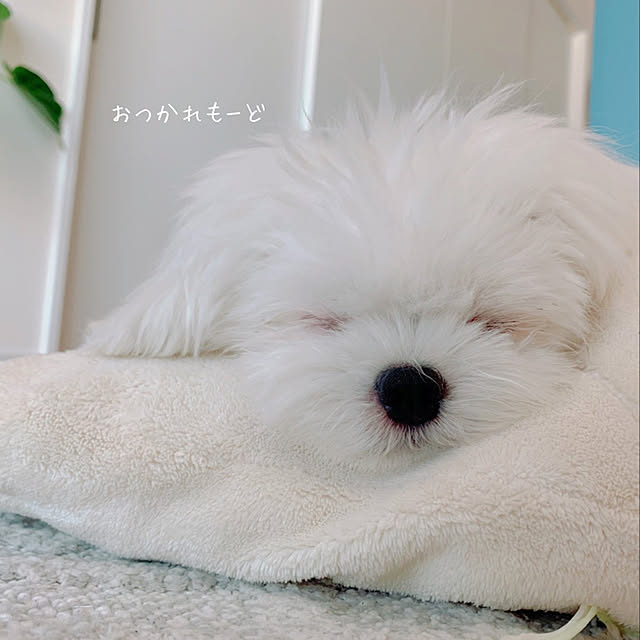 da_yasuさんの実例写真