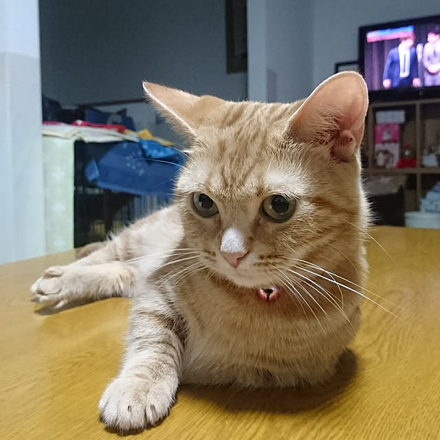 shinobuさんの実例写真