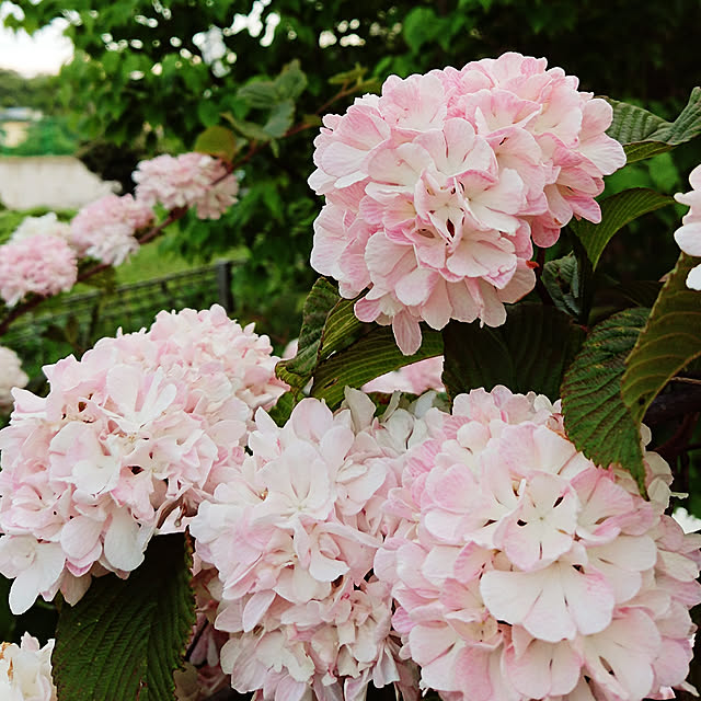 実例写真