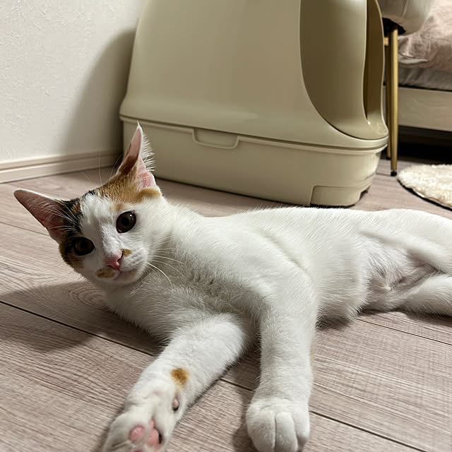 mocaさんの実例写真