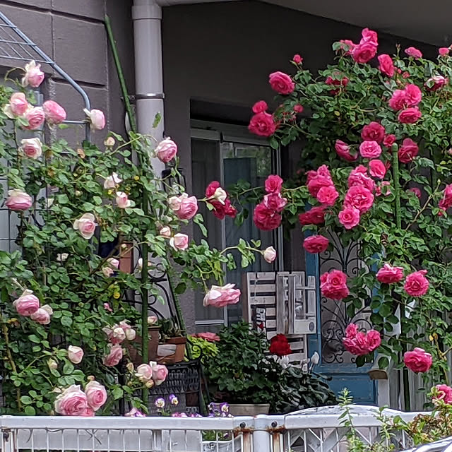 Sakura_hanaさんの実例写真