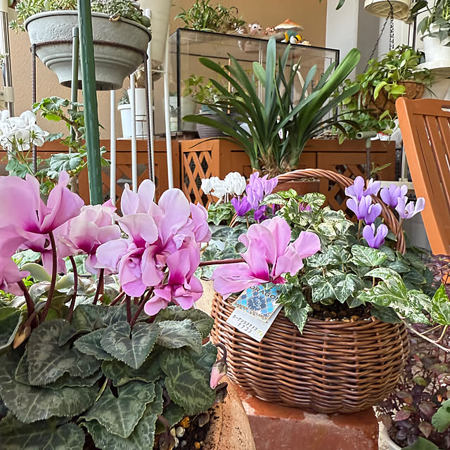 Aqettyさんの実例写真