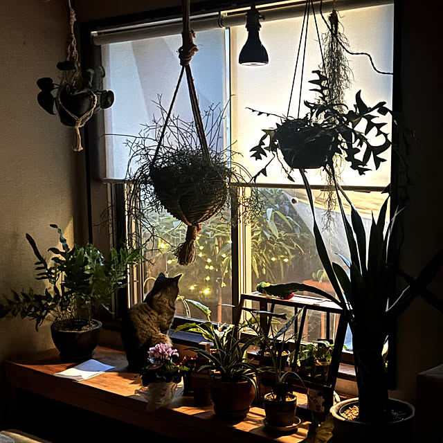 greycatsさんの実例写真