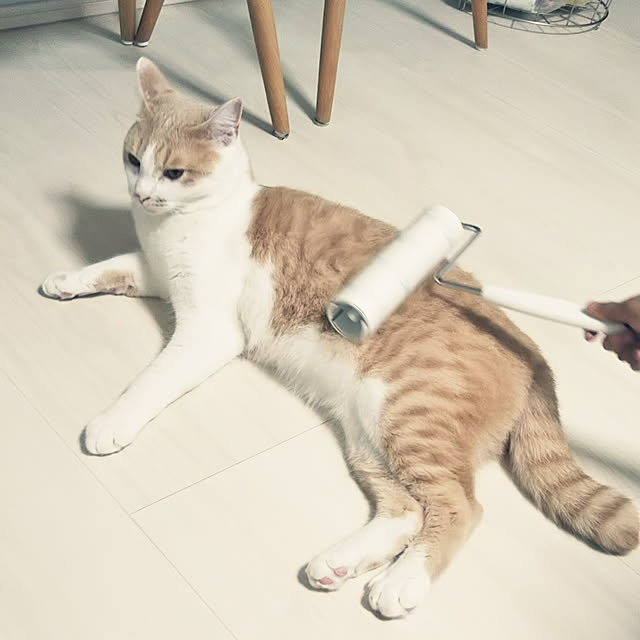 kaoriさんの実例写真