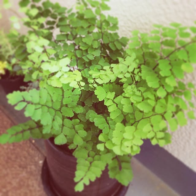 kaori1210さんの実例写真