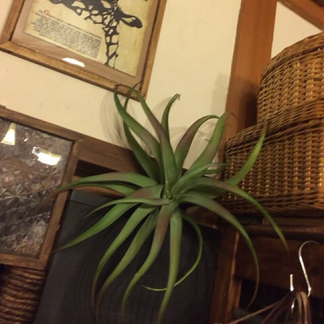 nonpiiiさんの実例写真