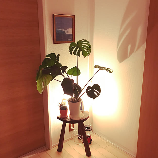 アンティークチェア/夜の影/モンステラ/観葉植物/壁/天井のインテリア実例 - 2022-08-15 00:55:44