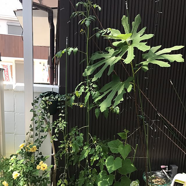 Yoshieさんの実例写真