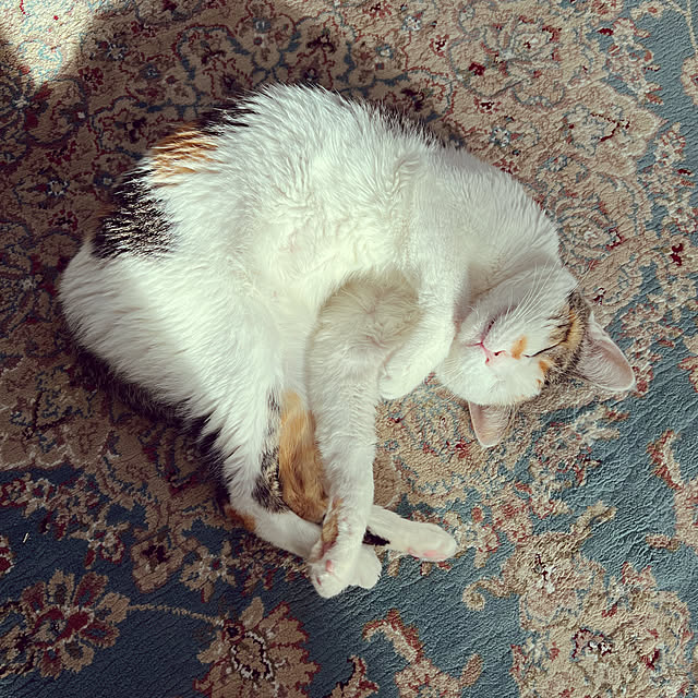 coedodecoさんの実例写真