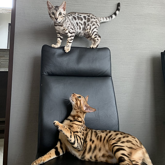 toluckyさんの実例写真