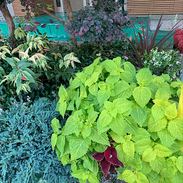 yukarin-gardenさんの実例写真