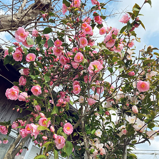 prelumoさんの実例写真