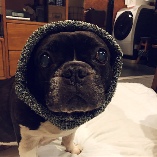 pecoさんの実例写真