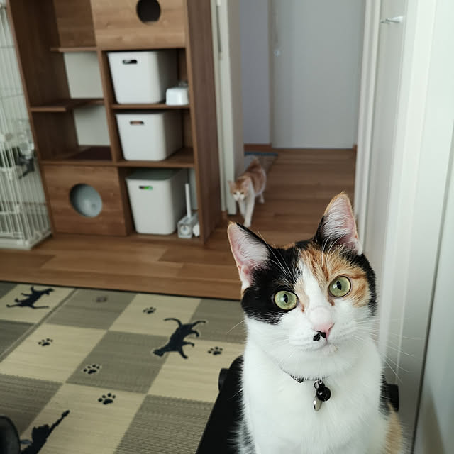 koyurizuさんの実例写真