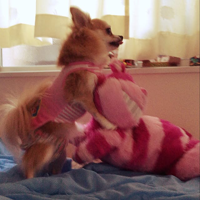 dainyawanさんの実例写真