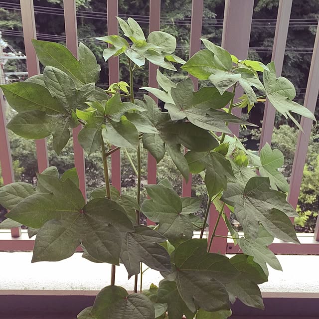 bushiさんの実例写真
