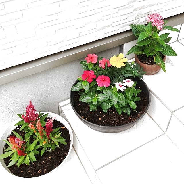 玄関/入り口/植物のインテリア実例 - 2013-06-06 11:40:44