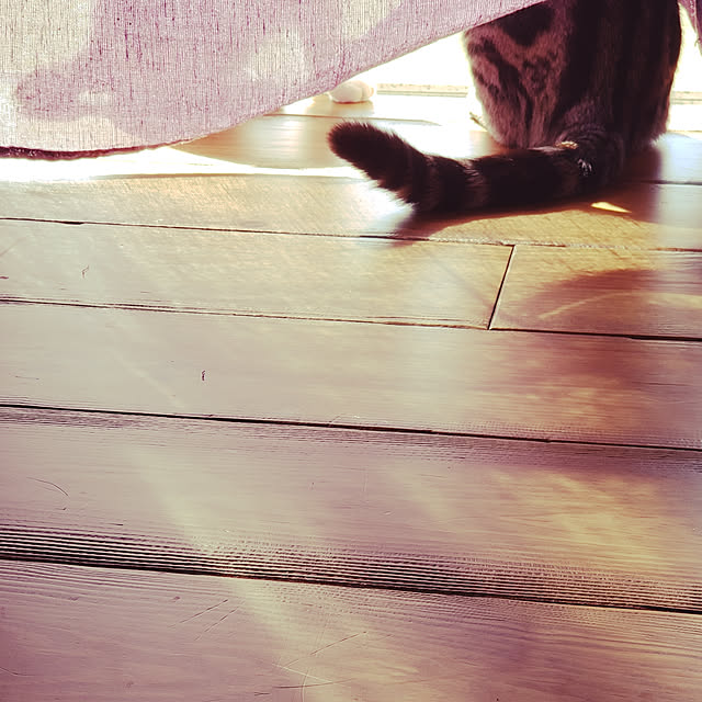 hajiroさんの実例写真