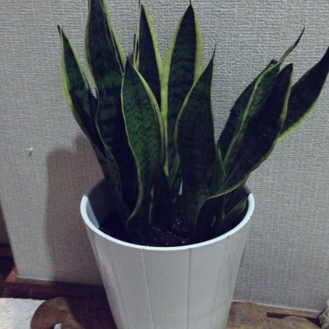 SAKさんの実例写真