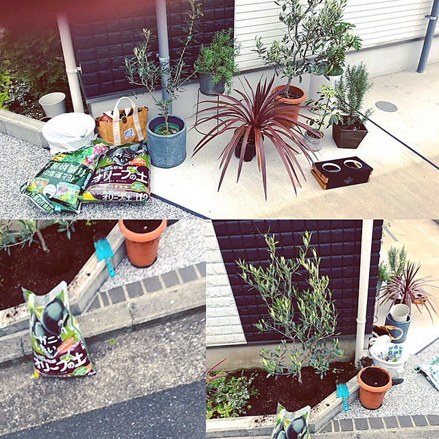 観葉植物/ガーデニング/玄関/入り口のインテリア実例 - 2019-03-12 08:25:31