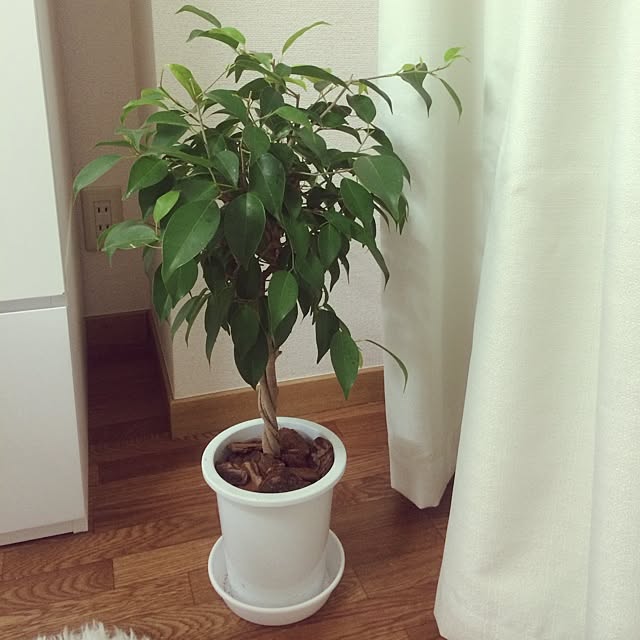 poppoさんの実例写真
