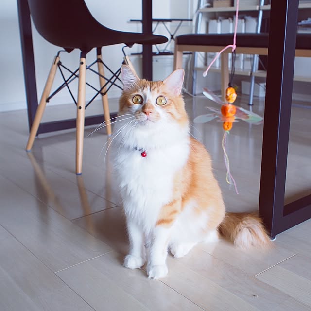 Reikoさんの実例写真