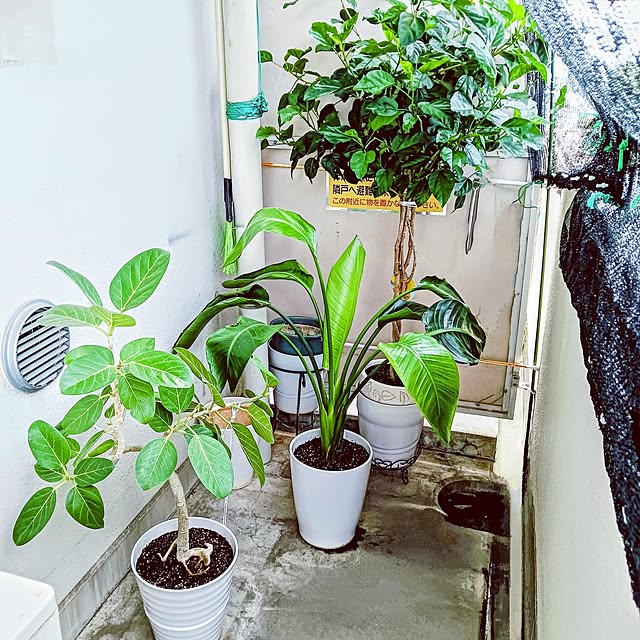 hanachanさんの部屋