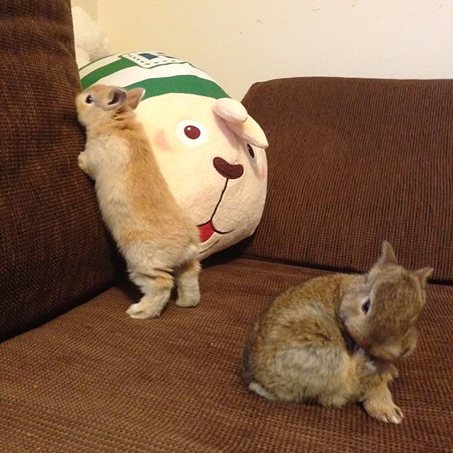 usa_cheeseさんの実例写真