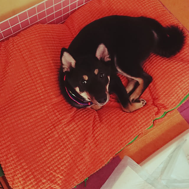 xxxakyxxxさんの実例写真