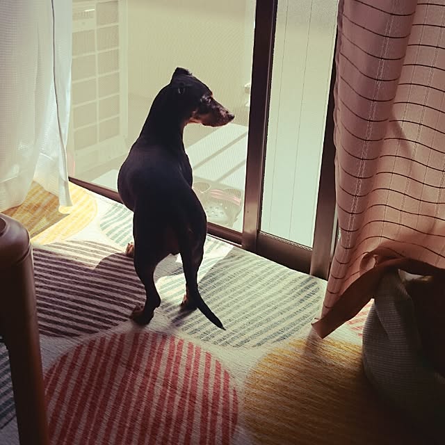 SHINOさんの実例写真