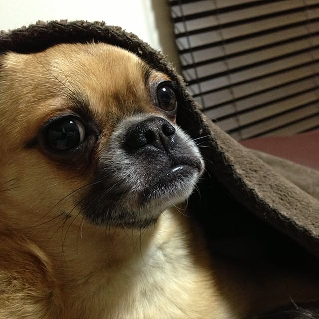 壁/天井のインテリア実例 - 2016-10-02 03:38:26