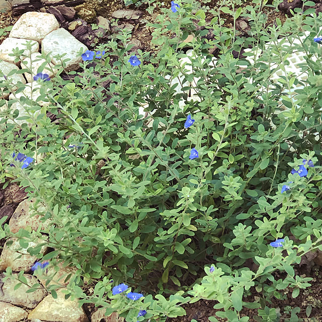 Pisaさんの実例写真