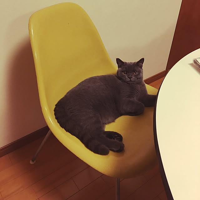Shojiさんの実例写真