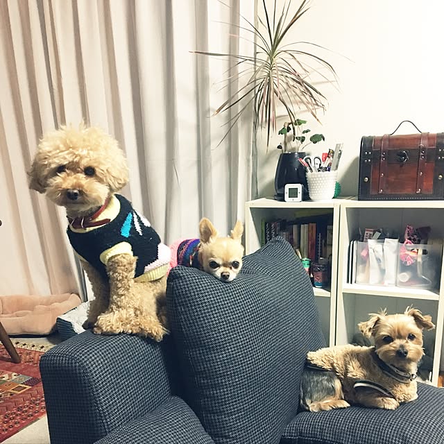 Figaroさんの実例写真