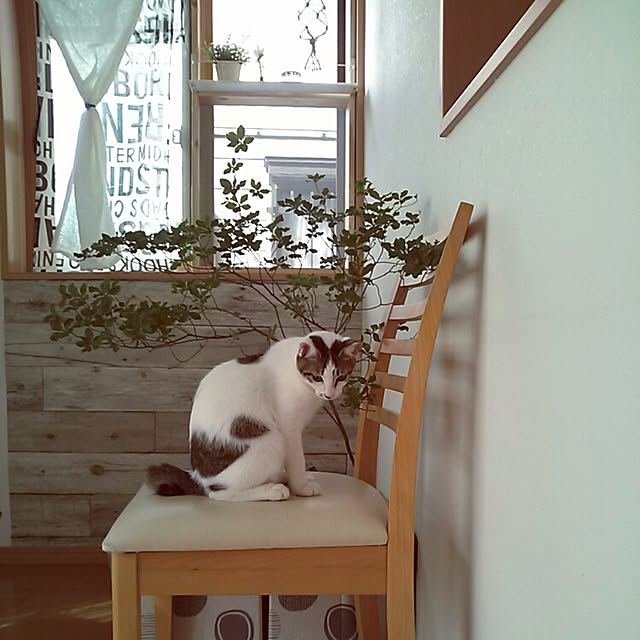 kamekoさんの実例写真