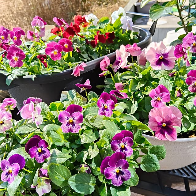 nyancoさんの実例写真