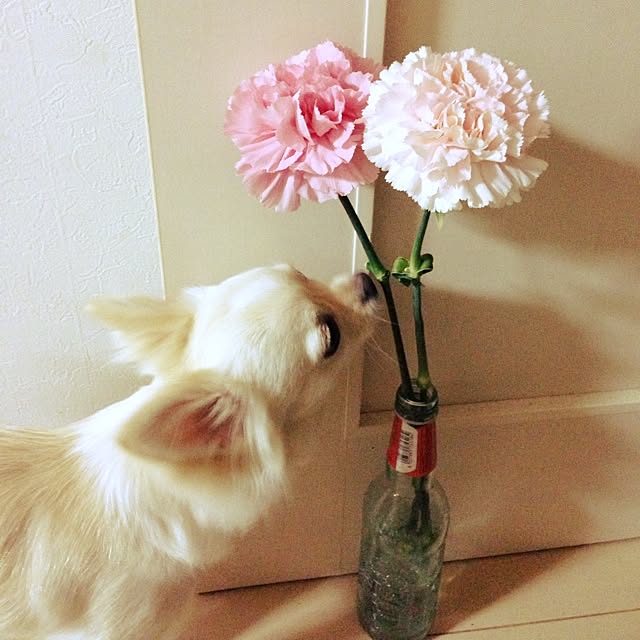 Meiさんの実例写真