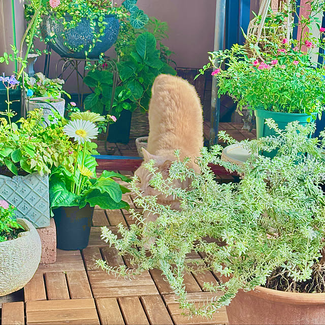 naokoさんの部屋