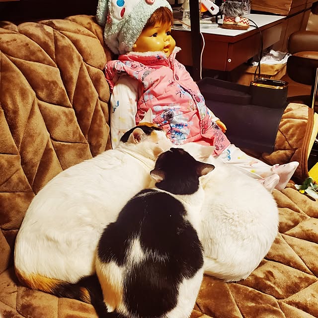 HOTARU.catさんの部屋