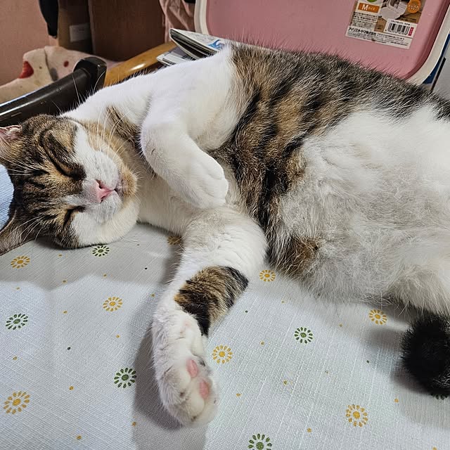 uenさんの実例写真