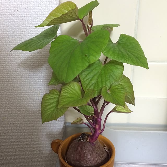 Hamiiさんの実例写真