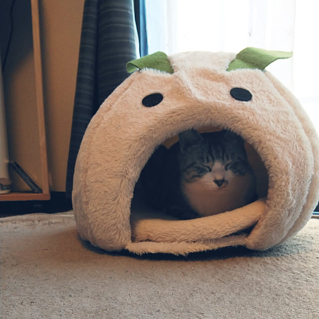 Mikaさんの実例写真