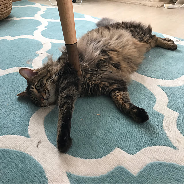miruさんの実例写真