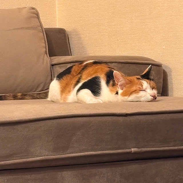milkさんの部屋