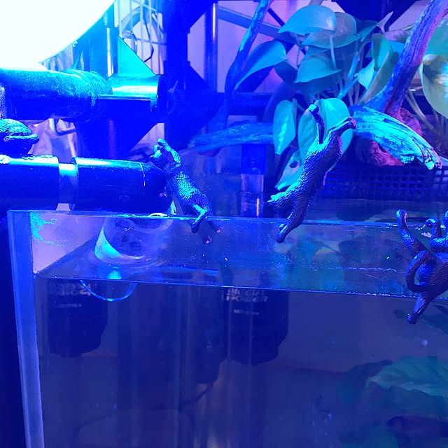 部屋全体のインテリア実例 - 2017-03-29 12:23:47