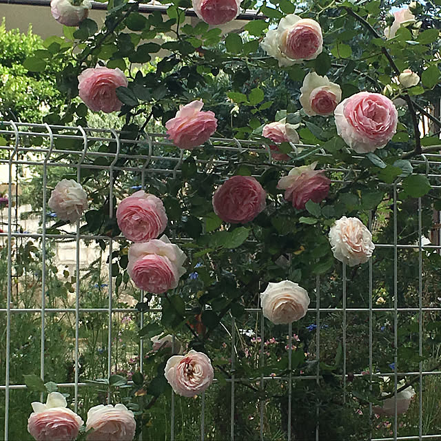 yukiさんの実例写真