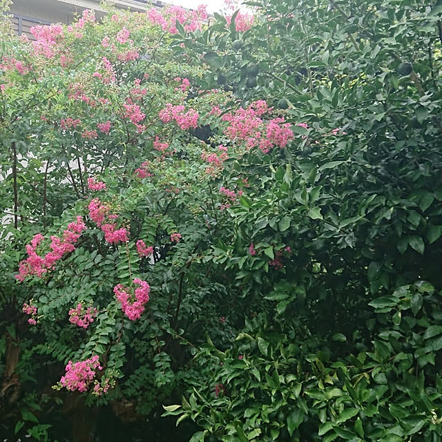 nihonkaokuさんの実例写真