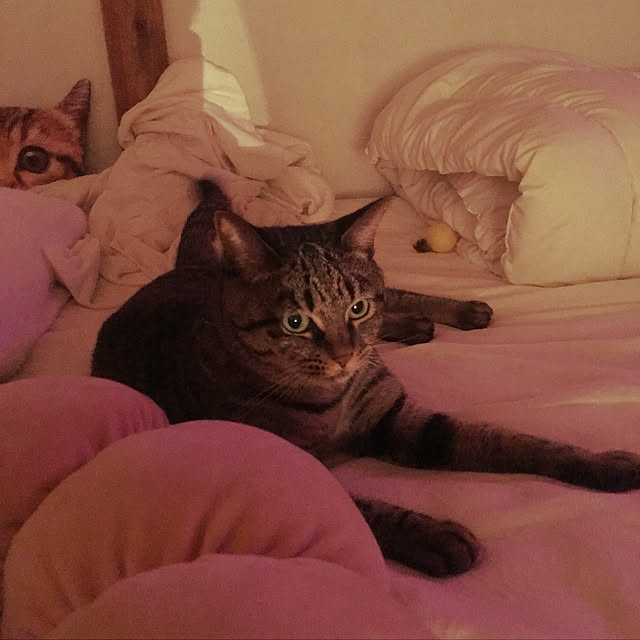 KINGさんの実例写真